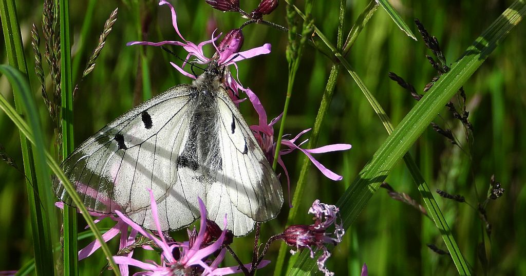Niepylak mnemozyna (Parnassius mnemosyne)