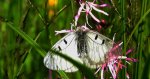 Niepylak mnemozyna (Parnassius mnemosyne)