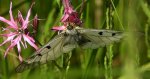 Niepylak mnemozyna (Parnassius mnemosyne)