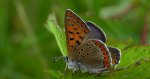 Czerwończyk fioletek (Lycaena helle)