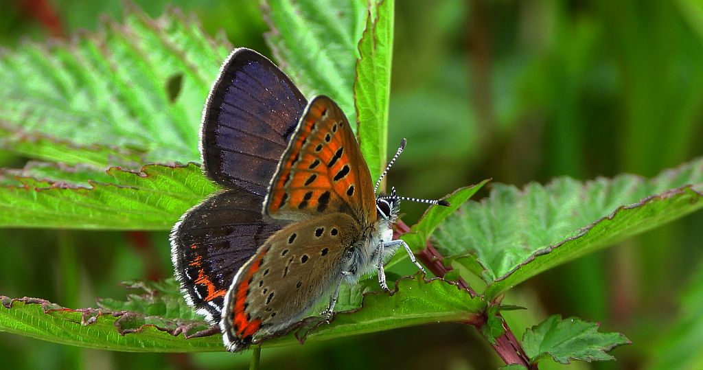 Czerwończyk fioletek (Lycaena helle)