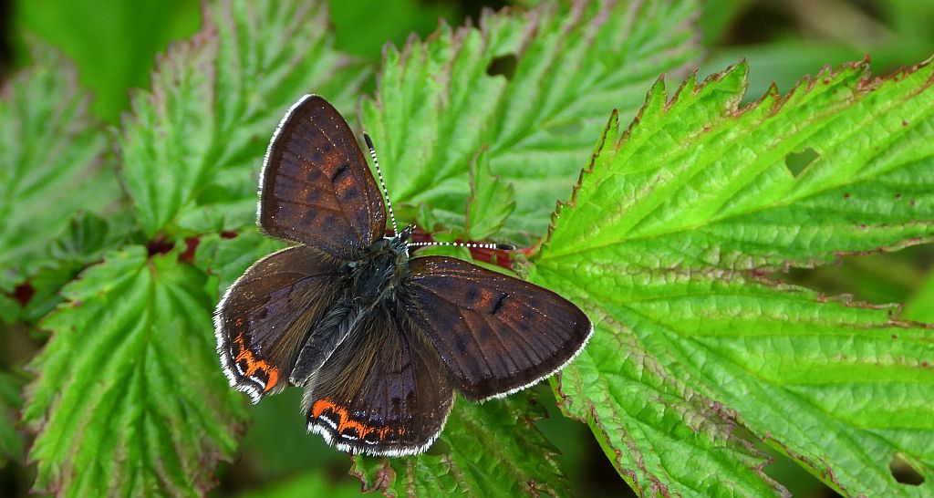Czerwończyk fioletek (Lycaena helle)