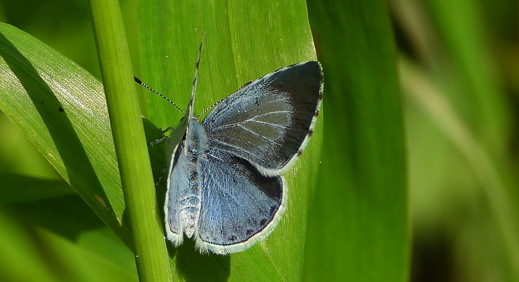 Modraszek wieszczek (Celastrina argiolus)