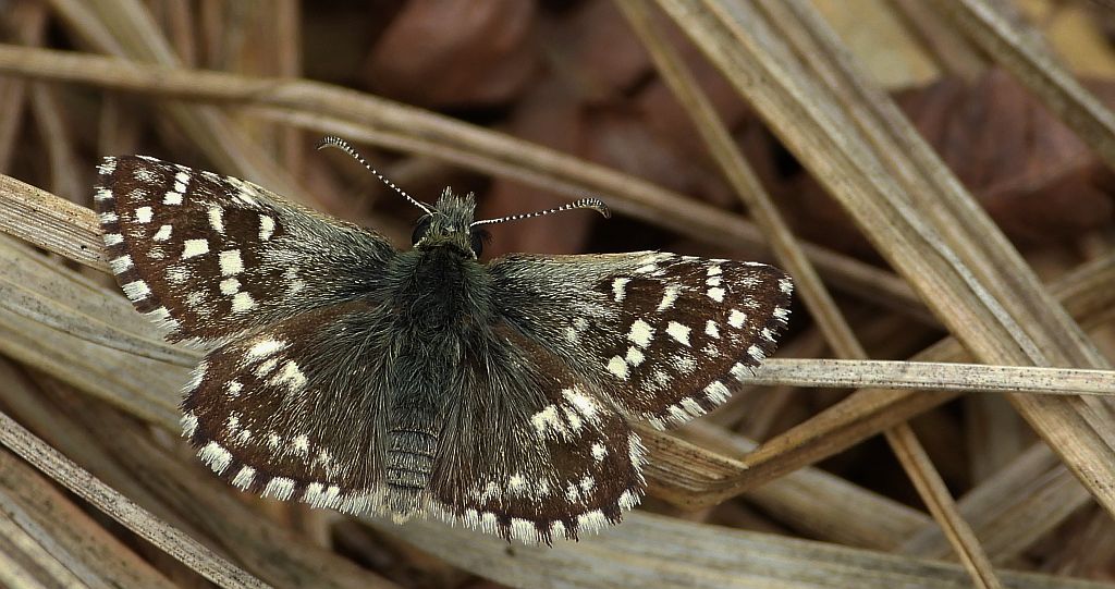 Powszelatek malwowiec (Pyrgus malvae)