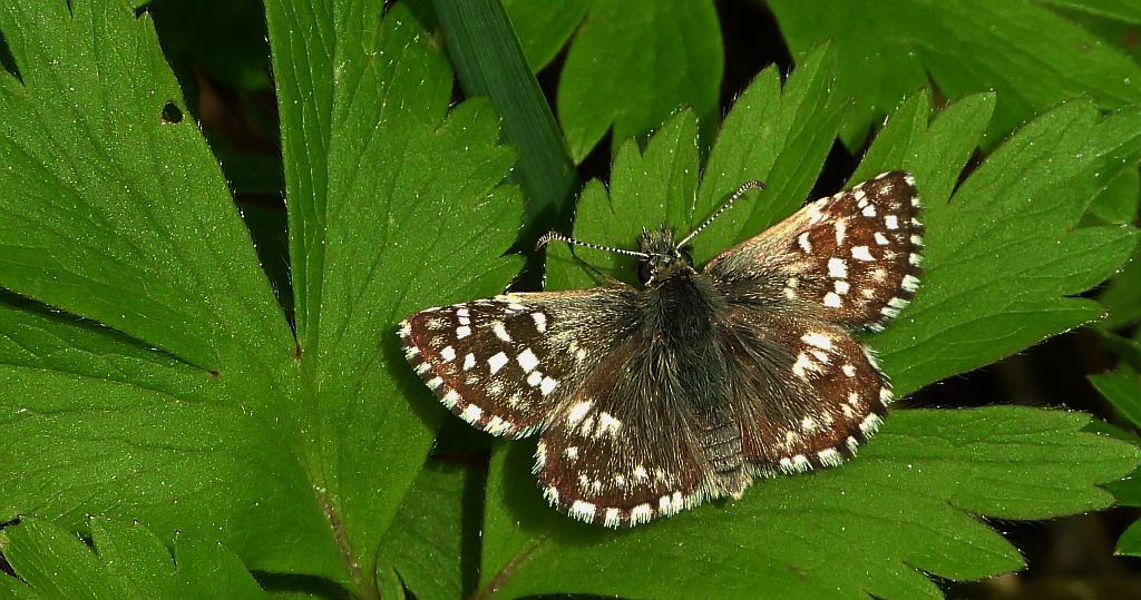 Powszelatek malwowiec (Pyrgus malvae)