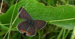 Czerwończyk fioletek (Lycaena helle)