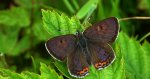 Czerwończyk fioletek (Lycaena helle)
