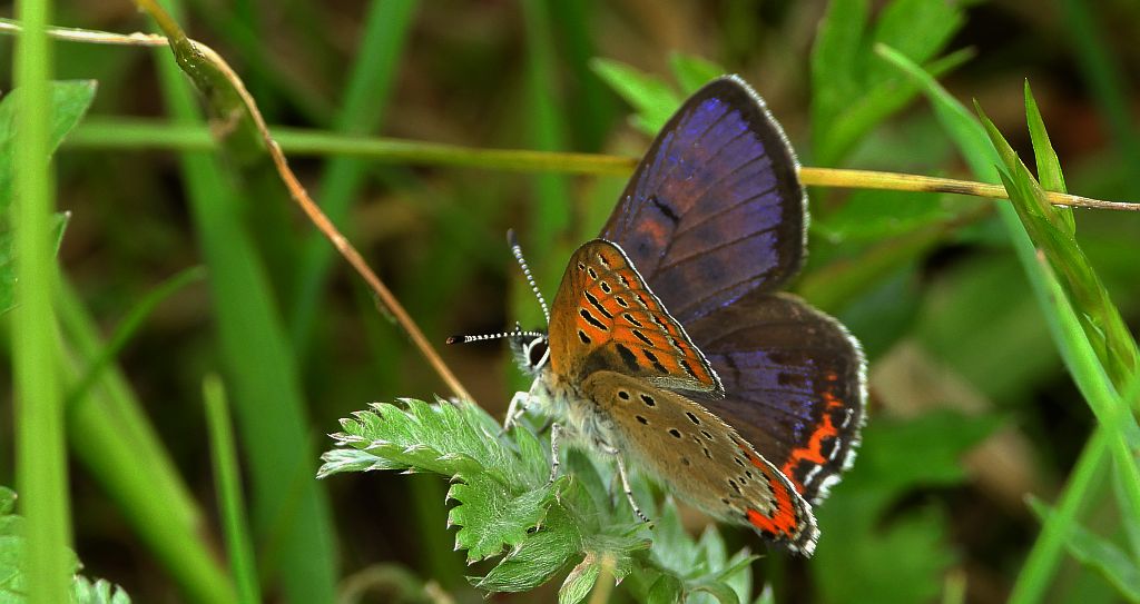 Czerwończyk fioletek (Lycaena helle)