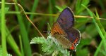 Czerwończyk fioletek (Lycaena helle)
