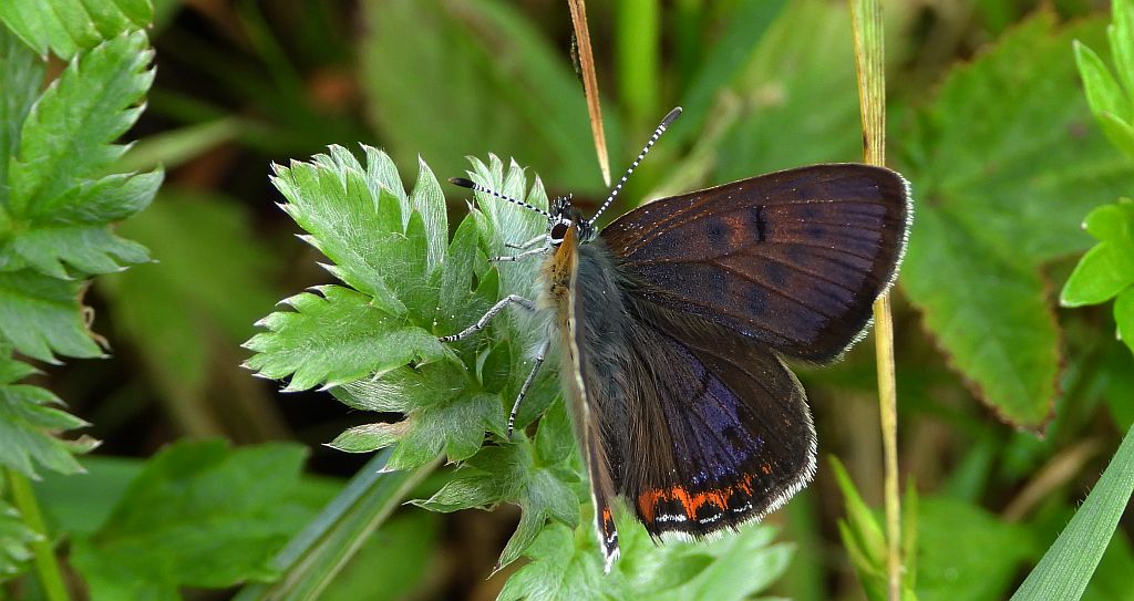 Czerwończyk fioletek (Lycaena helle)