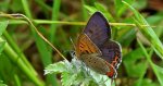 Czerwończyk fioletek (Lycaena helle)