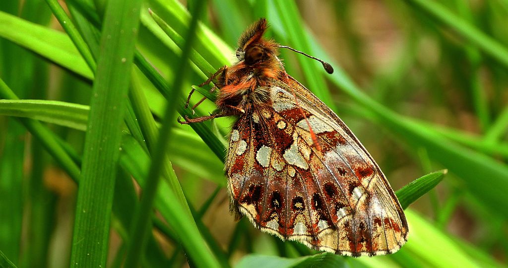 Dostojka dia (Boloria dia)