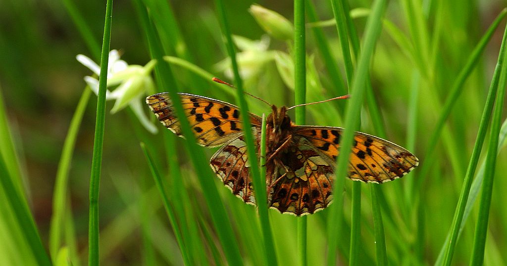 Dostojka dia (Boloria dia)