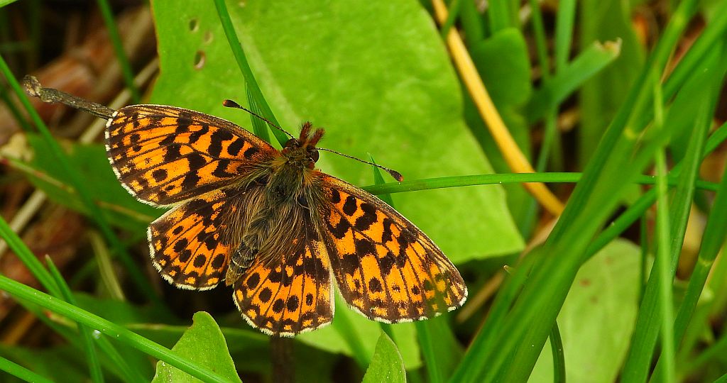 Dostojka dia (Boloria dia)