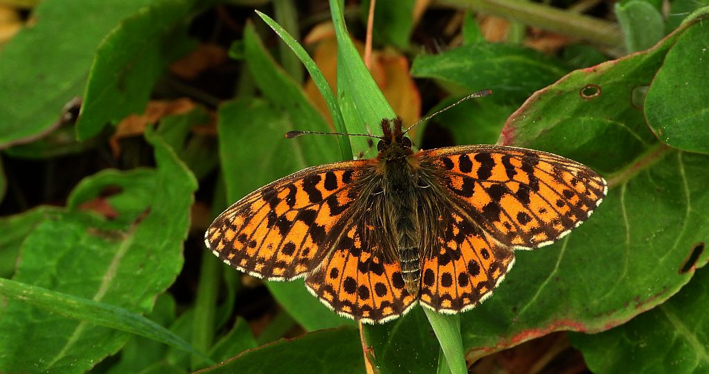 Dostojka dia (Boloria dia)