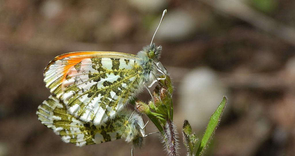 Zorzynek rzeżuchowiec (Anthocharis cardamines)