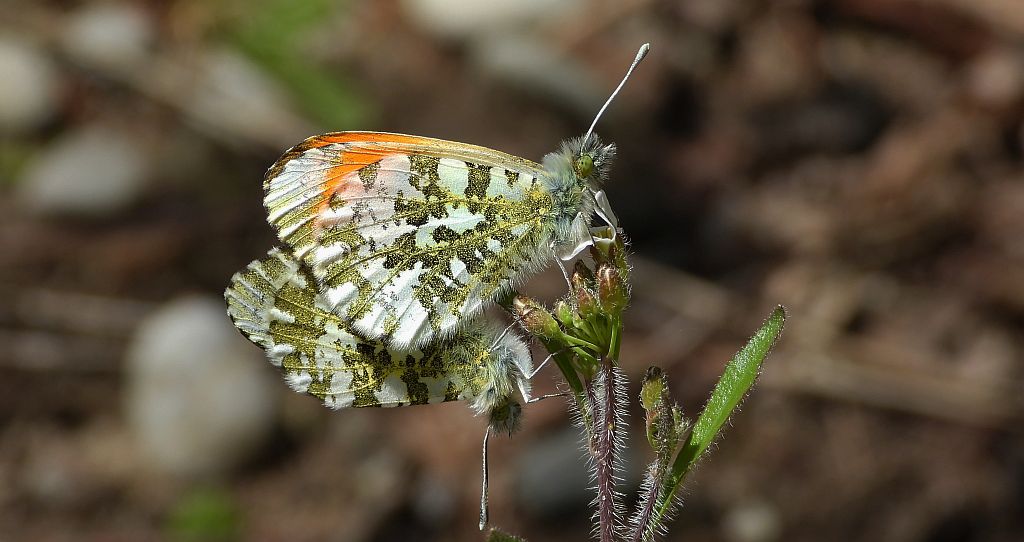 Zorzynek rzeżuchowiec (Anthocharis cardamines)