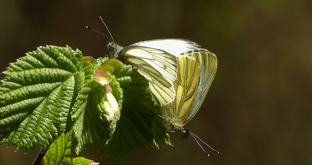 Bielinek bytomkowiec (Pieris napi)