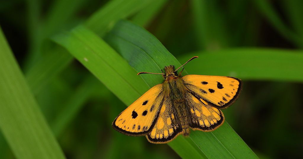 Kosternik leśniak (Carterocephalus silvicola)