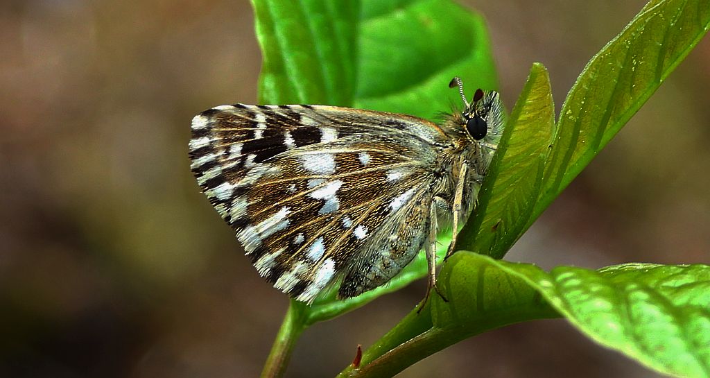 Powszelatek malwowiec (Pyrgus malvae)