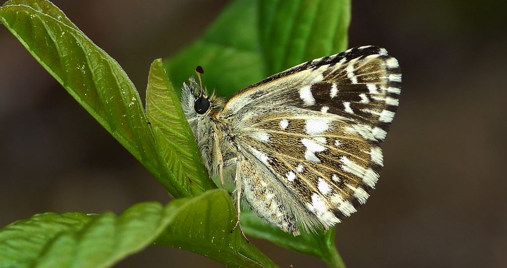 Powszelatek malwowiec (Pyrgus malvae)