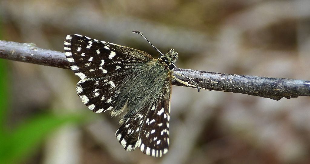 Powszelatek malwowiec (Pyrgus malvae)