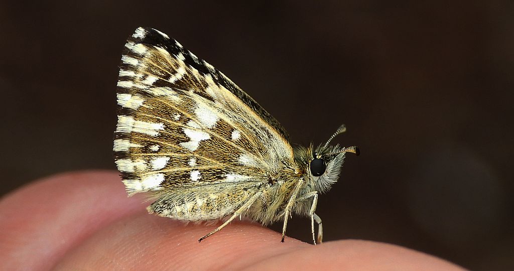 Powszelatek malwowiec (Pyrgus malvae)