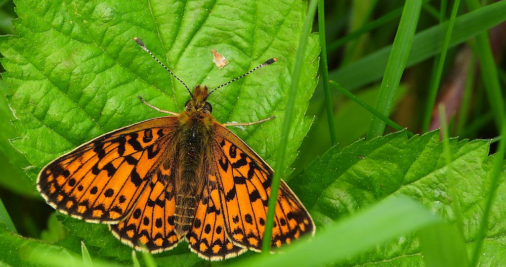 Dostojka eufrozyna (Clossiana euphrosyne)