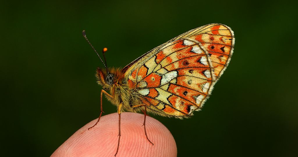 Dostojka eufrozyna (Clossiana euphrosyne)