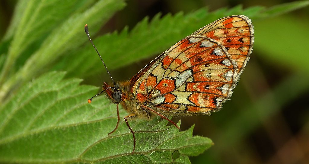 Dostojka eufrozyna (Clossiana euphrosyne)