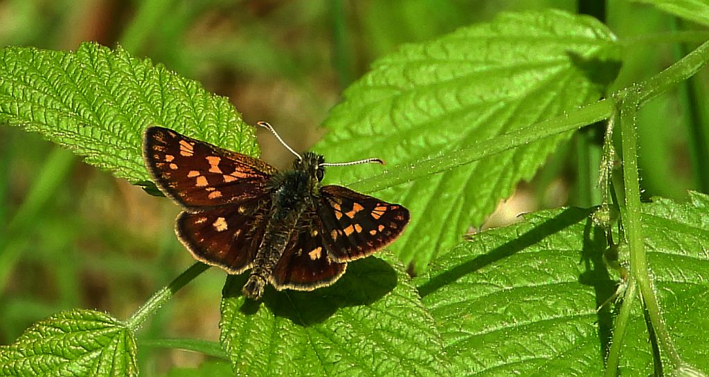 Kosternik palemon (Carterocephalus palaemon)