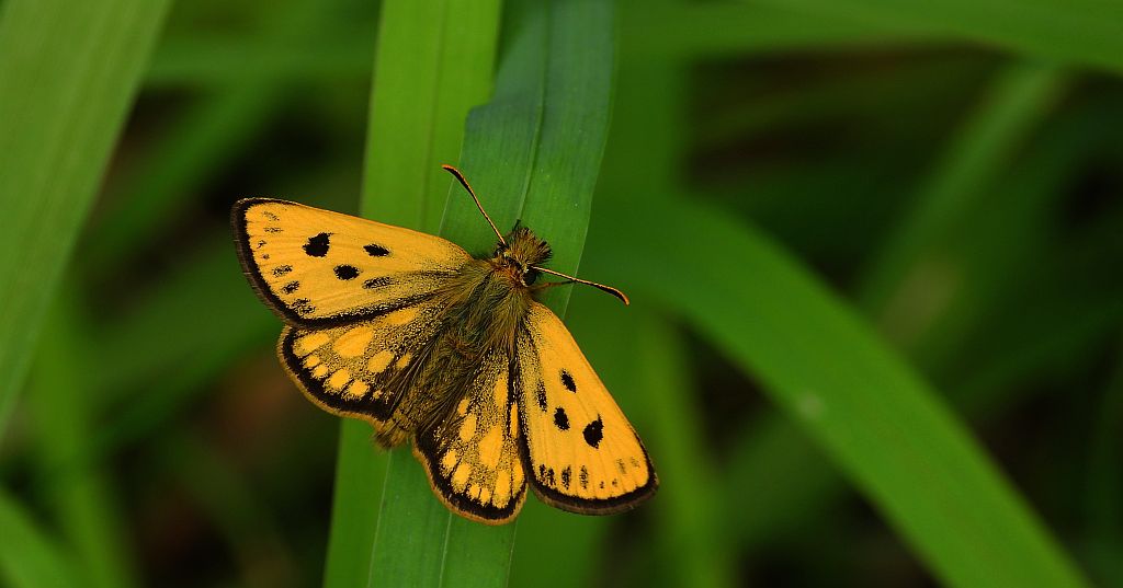 Kosternik leśniak (Carterocephalus silvicola)