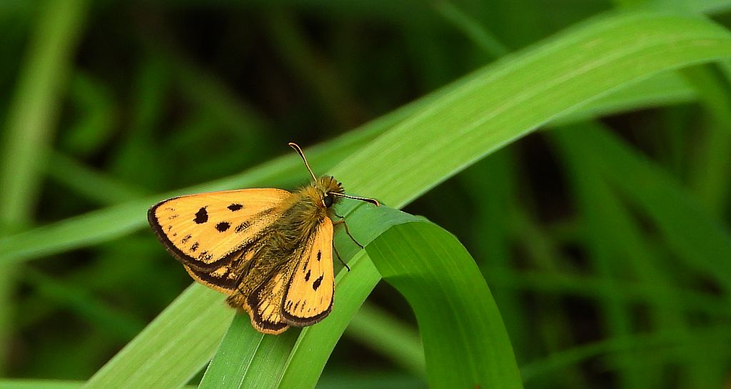 Kosternik leśniak (Carterocephalus silvicola)