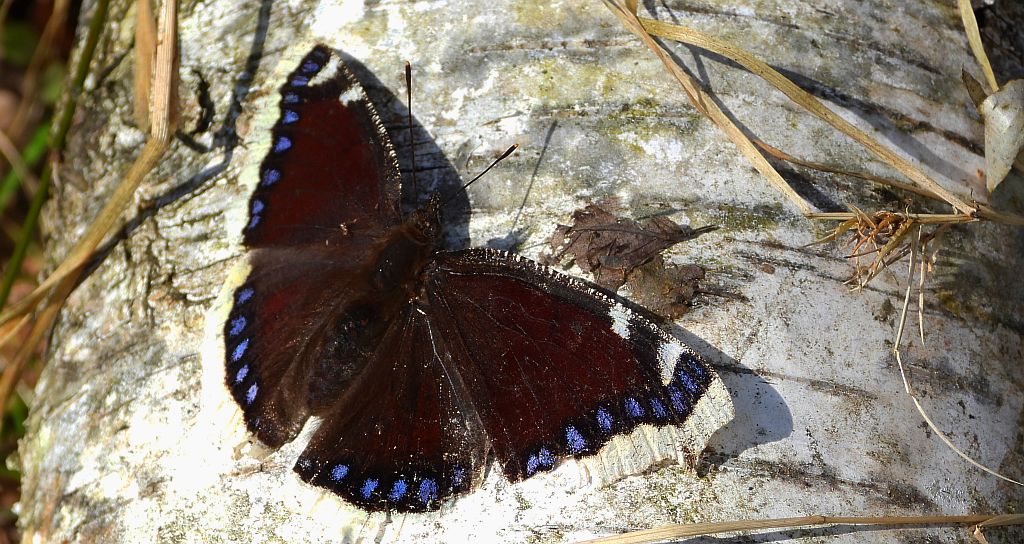 Rusałka żałobnik (Nymphalis antiopa)