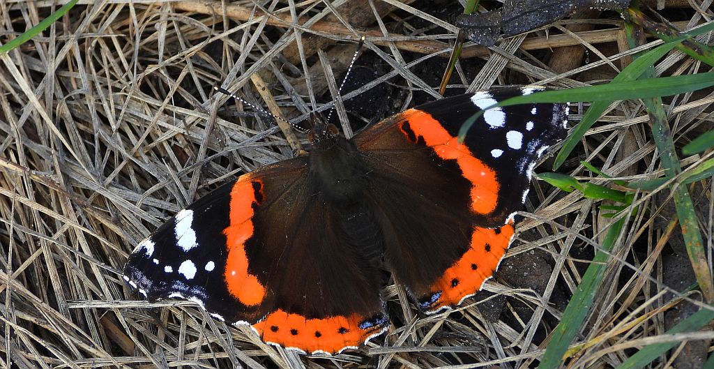 Rusałka admirał (Vanessa atalanta)