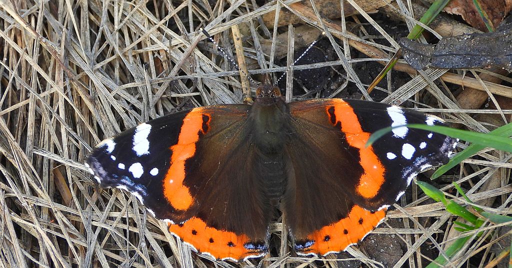 Rusałka admirał (Vanessa atalanta)