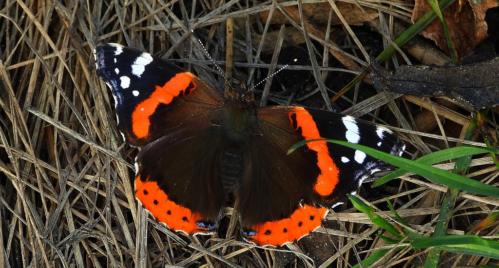 Rusałka admirał (Vanessa atalanta)