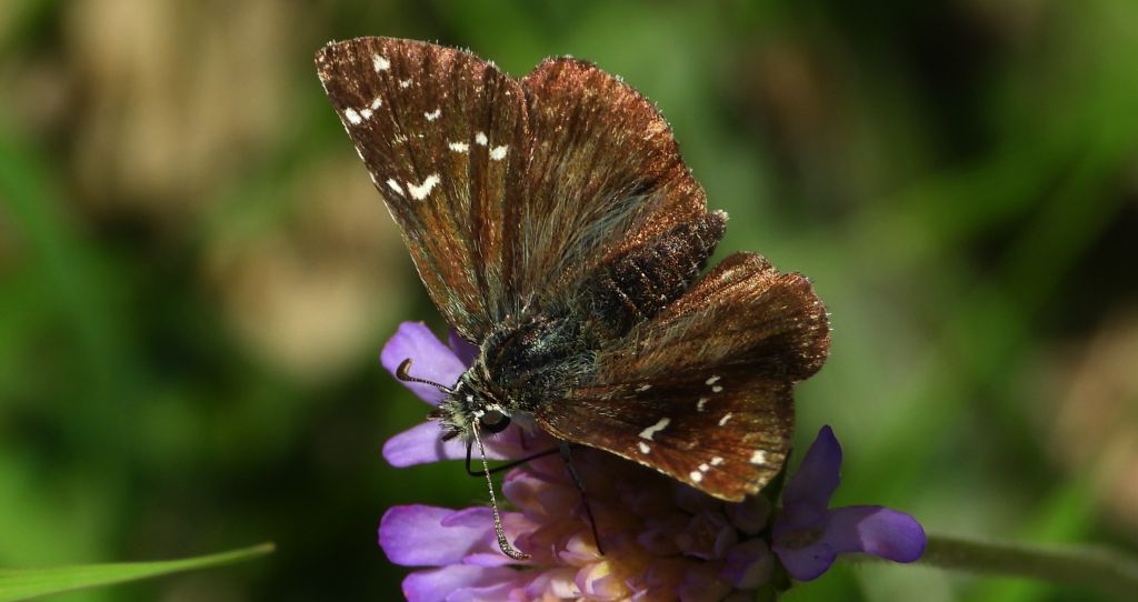 Powszelatek alweus (Pyrgus alveus)