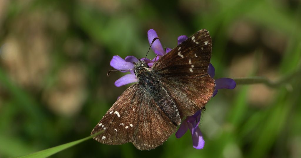 Powszelatek alweus (Pyrgus alveus)