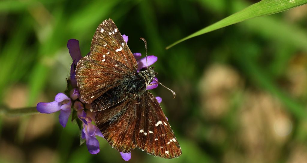 Powszelatek alweus (Pyrgus alveus)