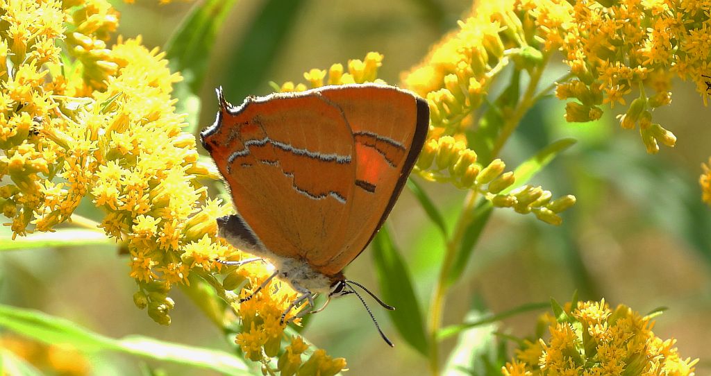 Pazik brzozowiec (Thecla betulae)