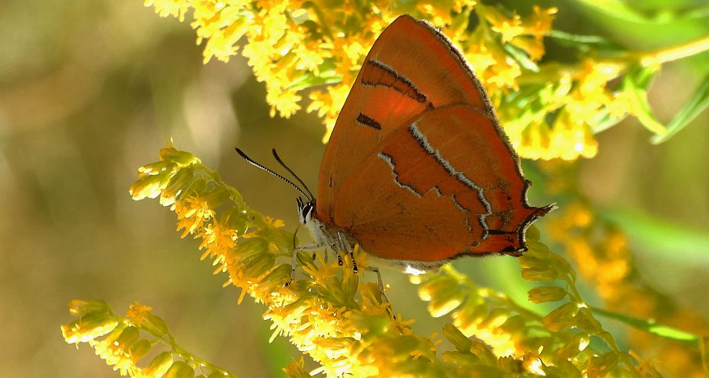 Pazik brzozowiec (Thecla betulae)