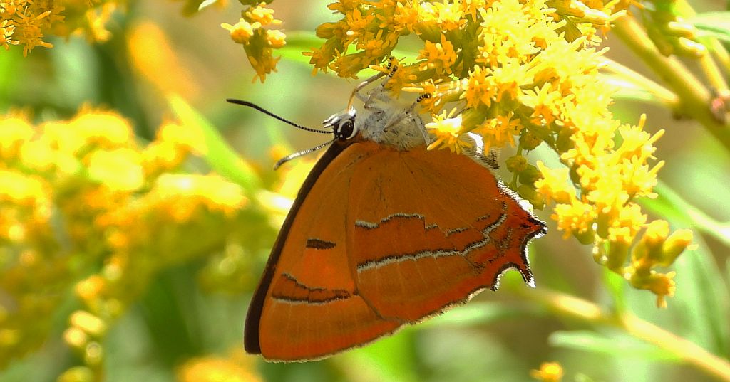 Pazik brzozowiec (Thecla betulae)