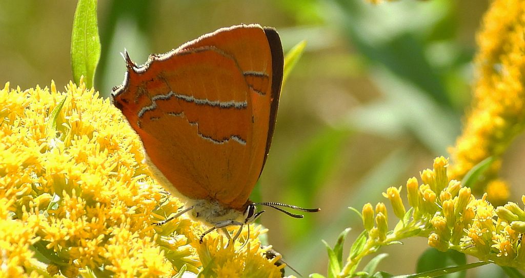 Pazik brzozowiec (Thecla betulae)