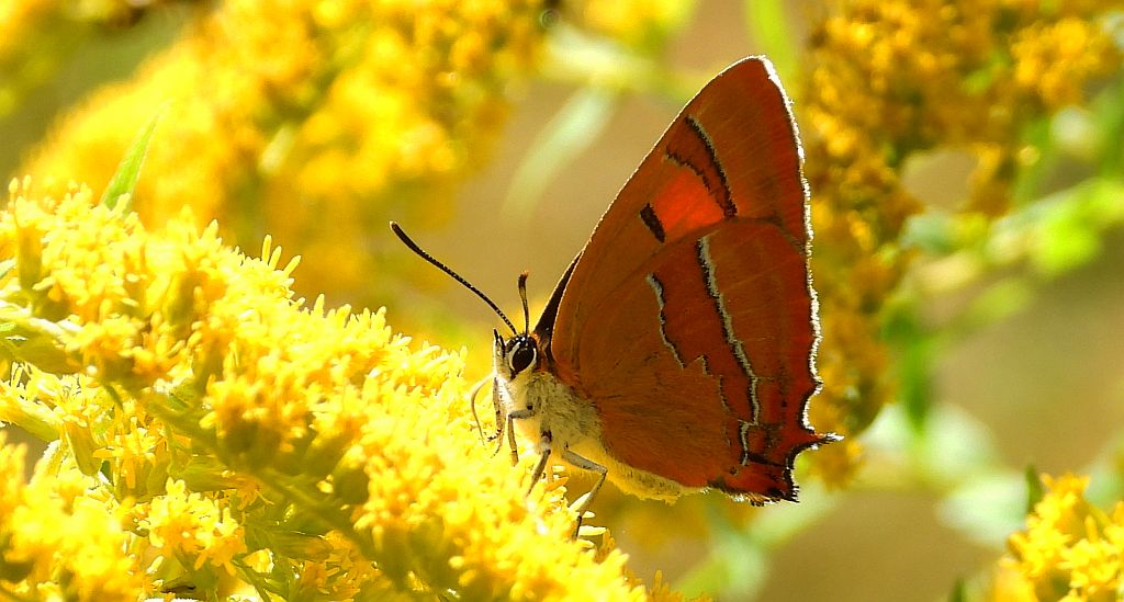 Pazik brzozowiec (Thecla betulae)