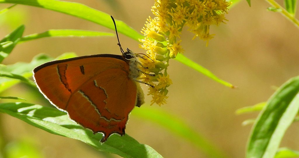 Pazik brzozowiec (Thecla betulae)