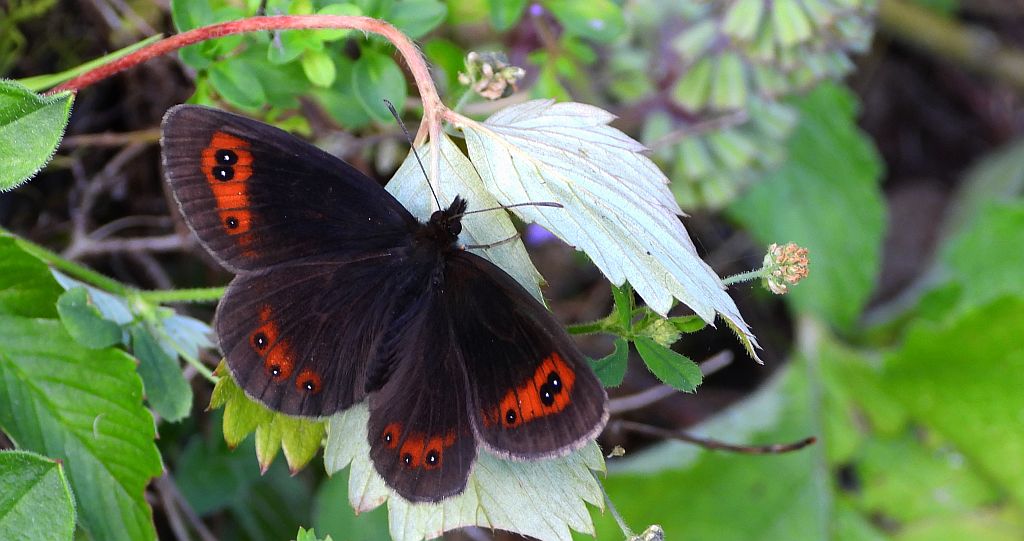 Górówka medea (Erebia aethiops)