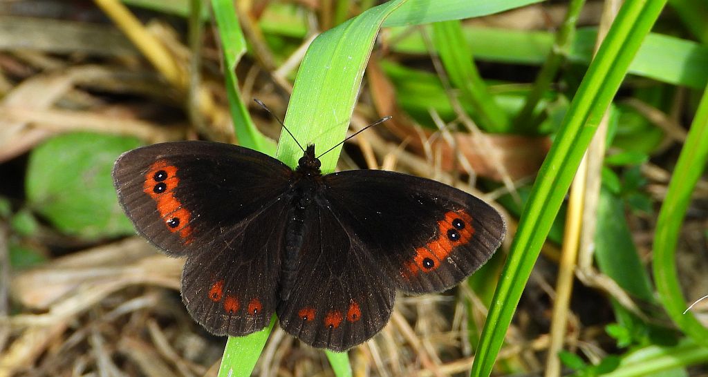Górówka medea (Erebia aethiops)