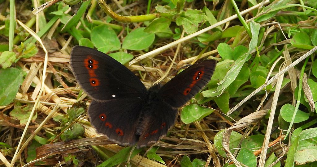 Górówka medea (Erebia aethiops)
