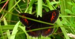 Górówka medea (Erebia aethiops)